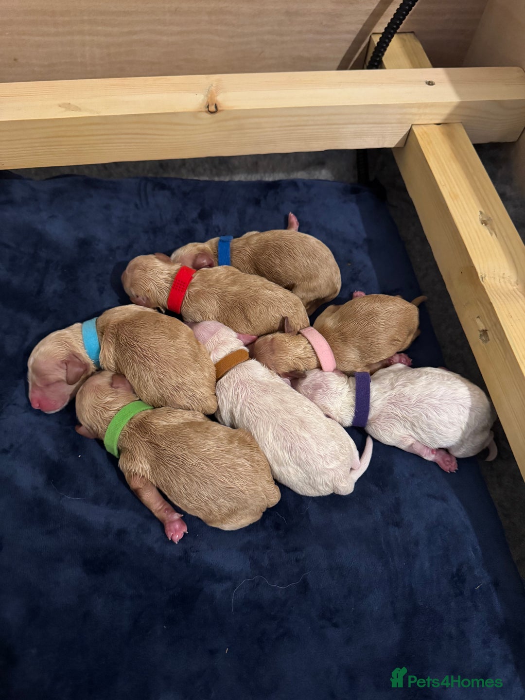Mixed Breed dogs for sale: 👑 Superb Rare Health Teated Cockadoodledoo Pups - Image 3