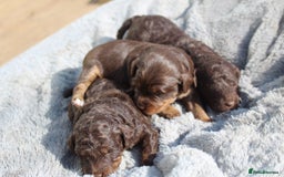 Labradoodle dogs for sale: Mini Labradoodles  - Image 11