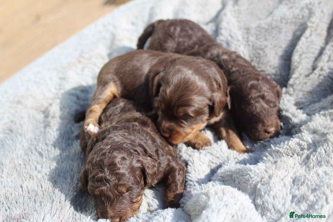Labradoodle dogs for sale: Mini Labradoodles  - Image 11