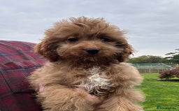 Cockapoo dogs for sale: Cockapoo Puppies Health Guarantee Licensed breeder - Image 2