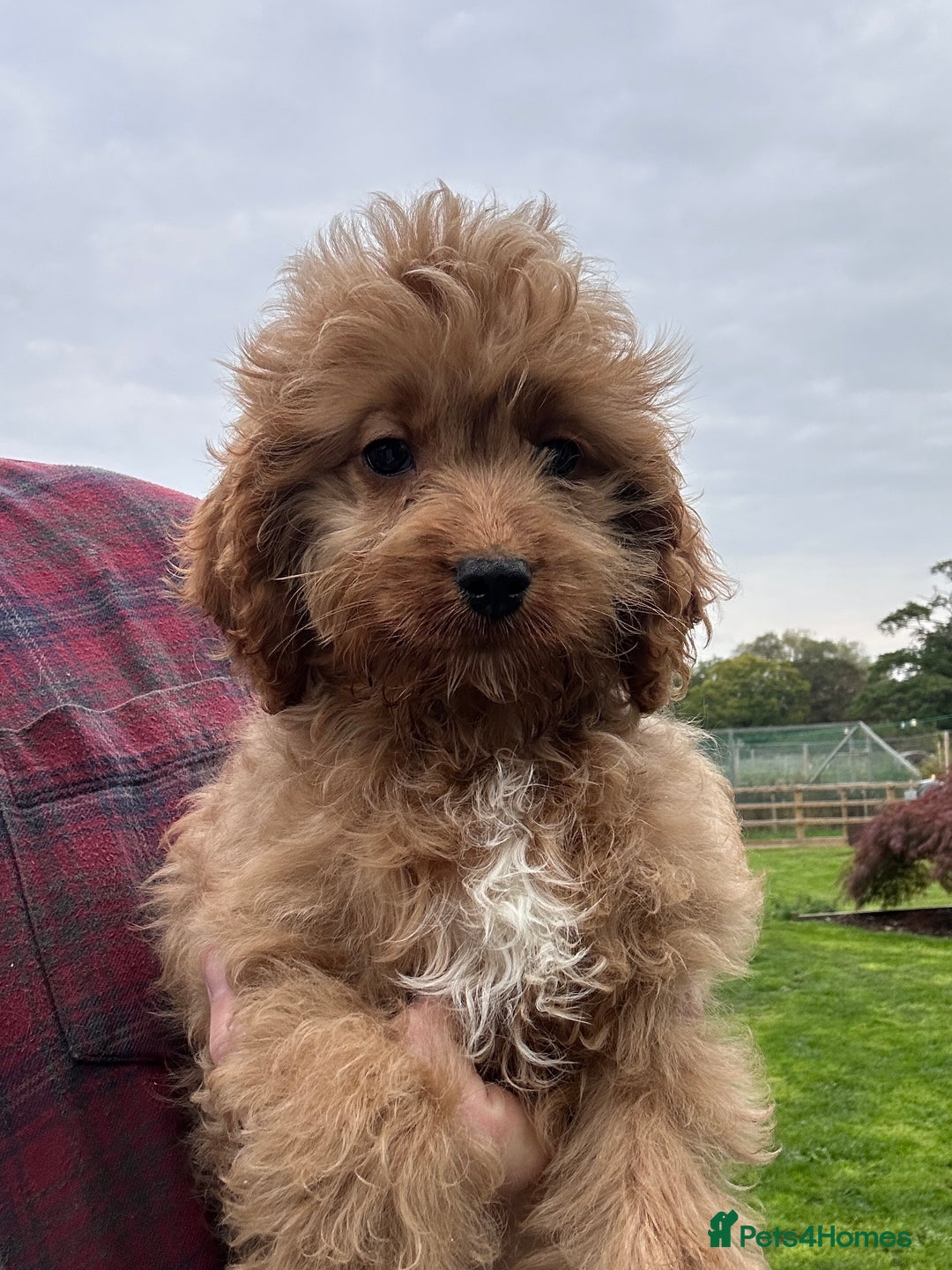 Cockapoo dogs for sale: Cockapoo Puppies Health Guarantee Licensed breeder - Image 2