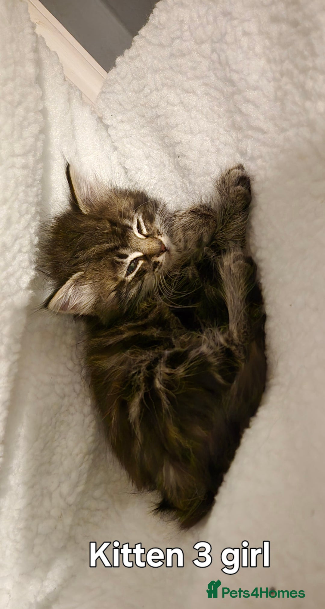 Maine Coon cats for sale: Maine coon kittens  - Advert 7
