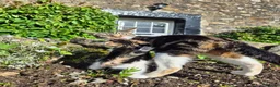 Mixed Breed cats for sale: TABBY KITTENS - READY NOW - Advert 3