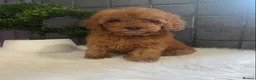 Miniature Poodle dogs for sale: Stunning Red Minature Poodle Boy  - Advert 8