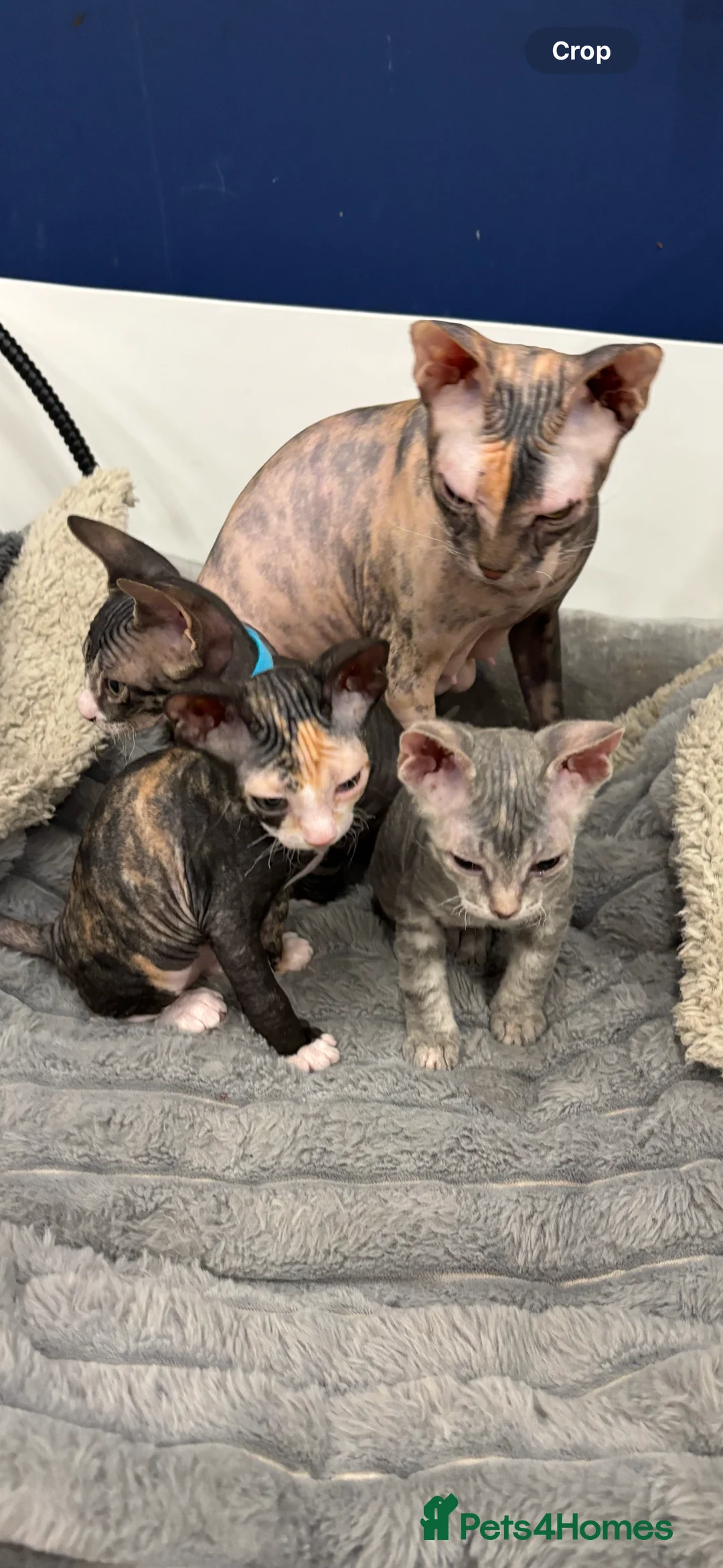 Sphynx cats for sale: Donskoy - Advert 26