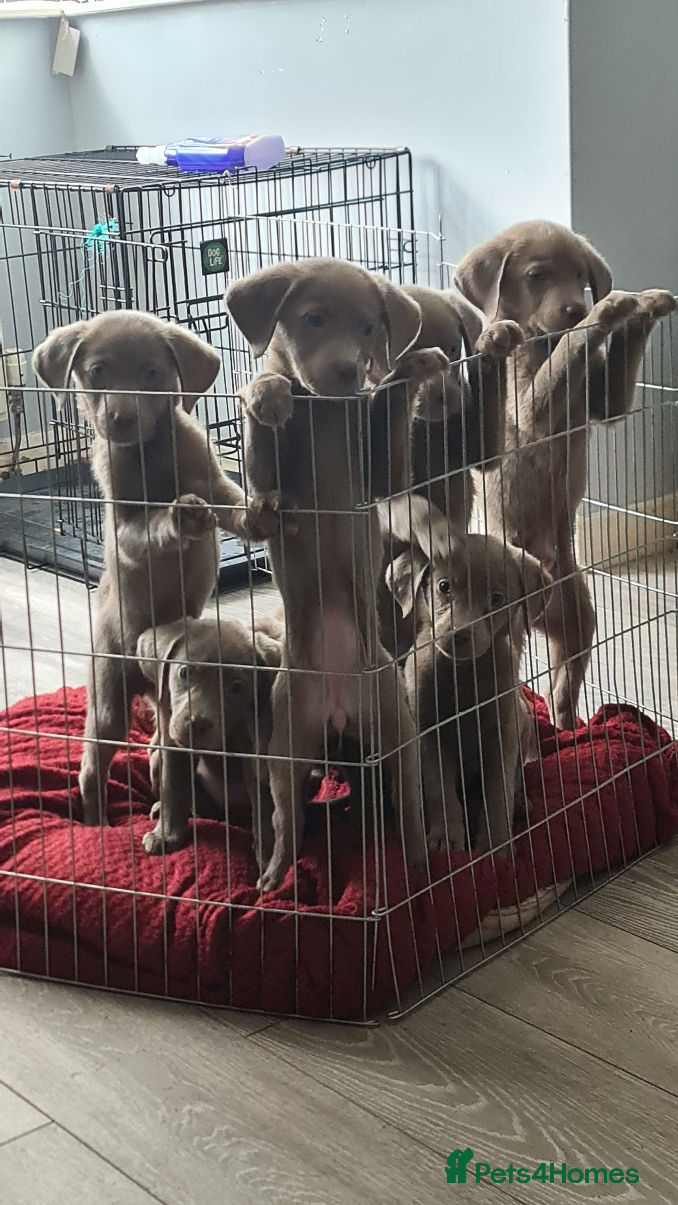 Labrador Retriever dogs LABRADOR RETRIEVER (SILVER) FULL KC REG - Advert 13