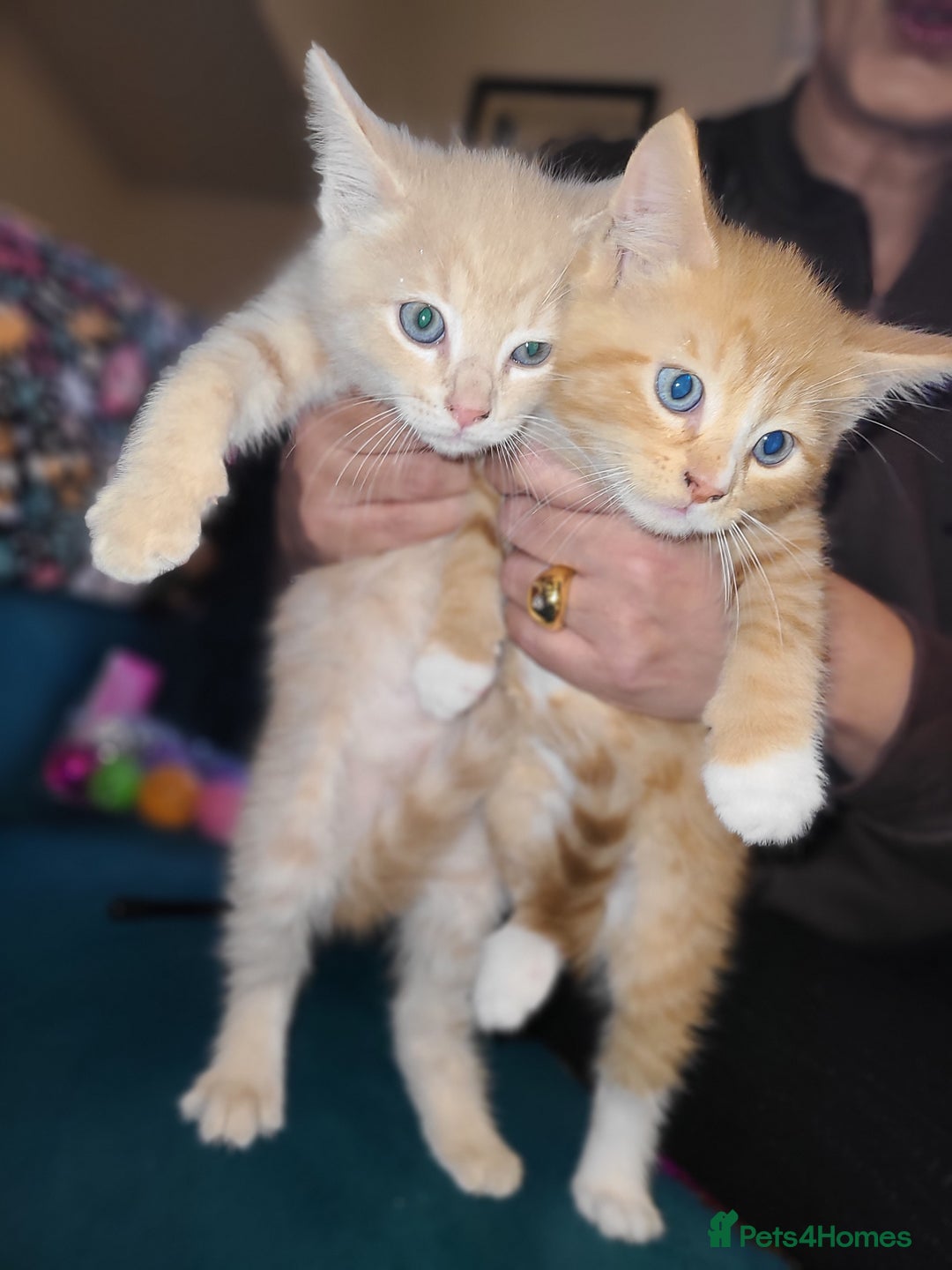 Mixed Breed cats for sale: Ginger girl & boy kitten  - Advert 4