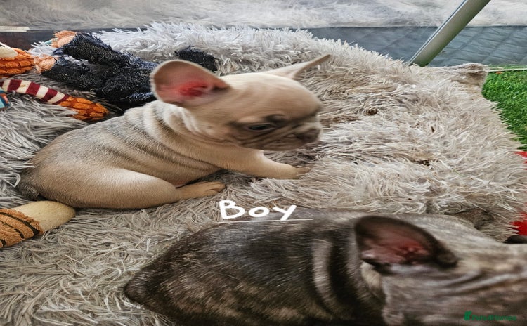 French Bulldog dogs - Advert 10