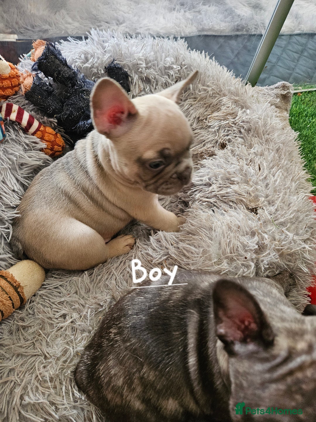 French Bulldog dogs for sale: Absolutely stunning chunky frenchbulldog puppies  - Image 1