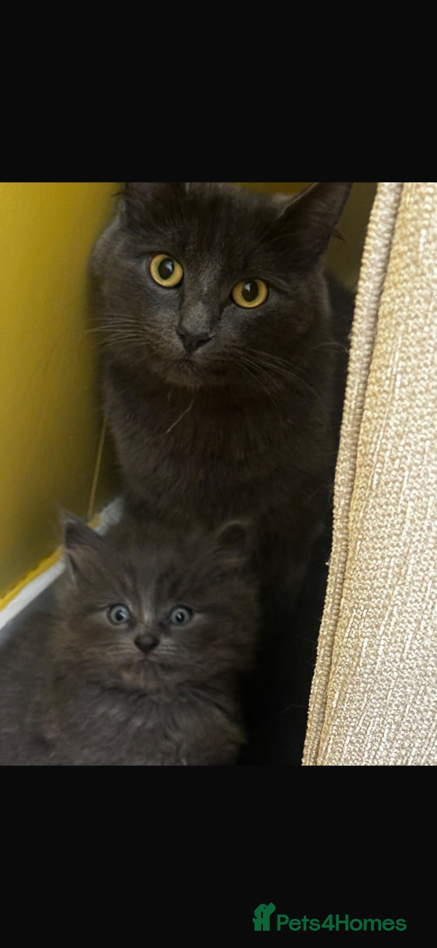 Mixed Breed cats Black very fluffy male kitten ready to leave  - Advert 1