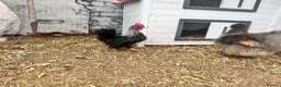 Chickens poultry for sale: Silkied Serama & Blue Silkie Roosters - Advert 2