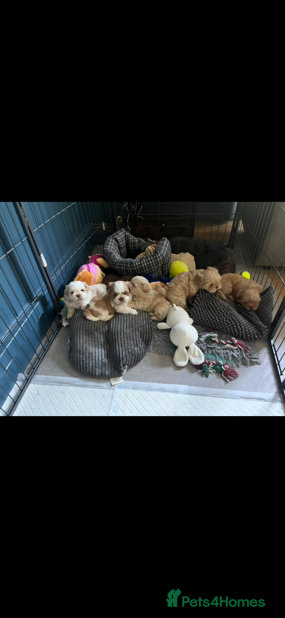 Shih Tzu dogs for sale: Gorgeous shitzu puppies in Lydney - Advert 16