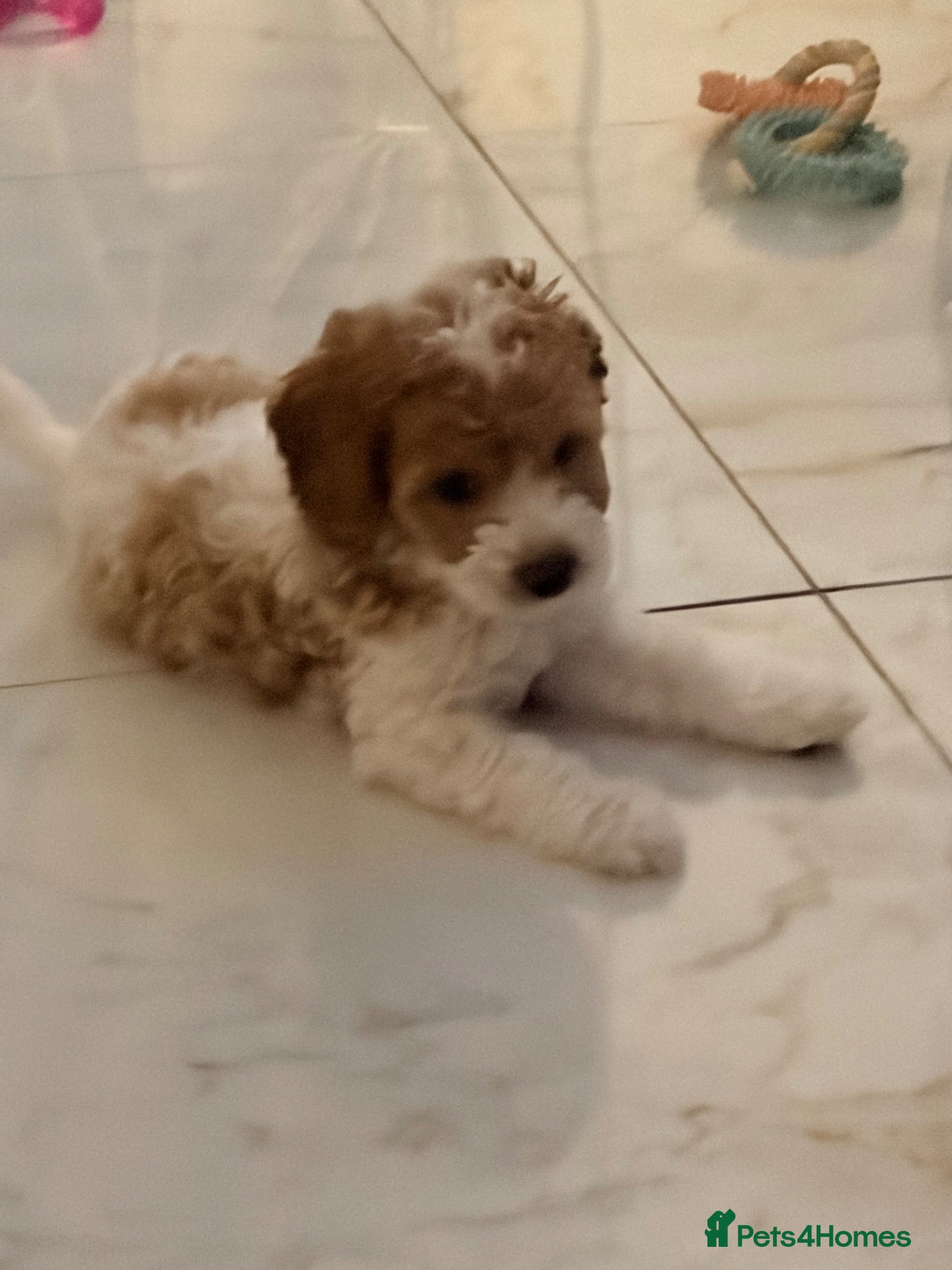 Cavapoo dogs Beautiful Litter of F1b Cavapoo puppies  - Advert 18
