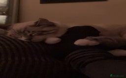 Ragdoll cats for sale: Milo & Smudge - Image 2