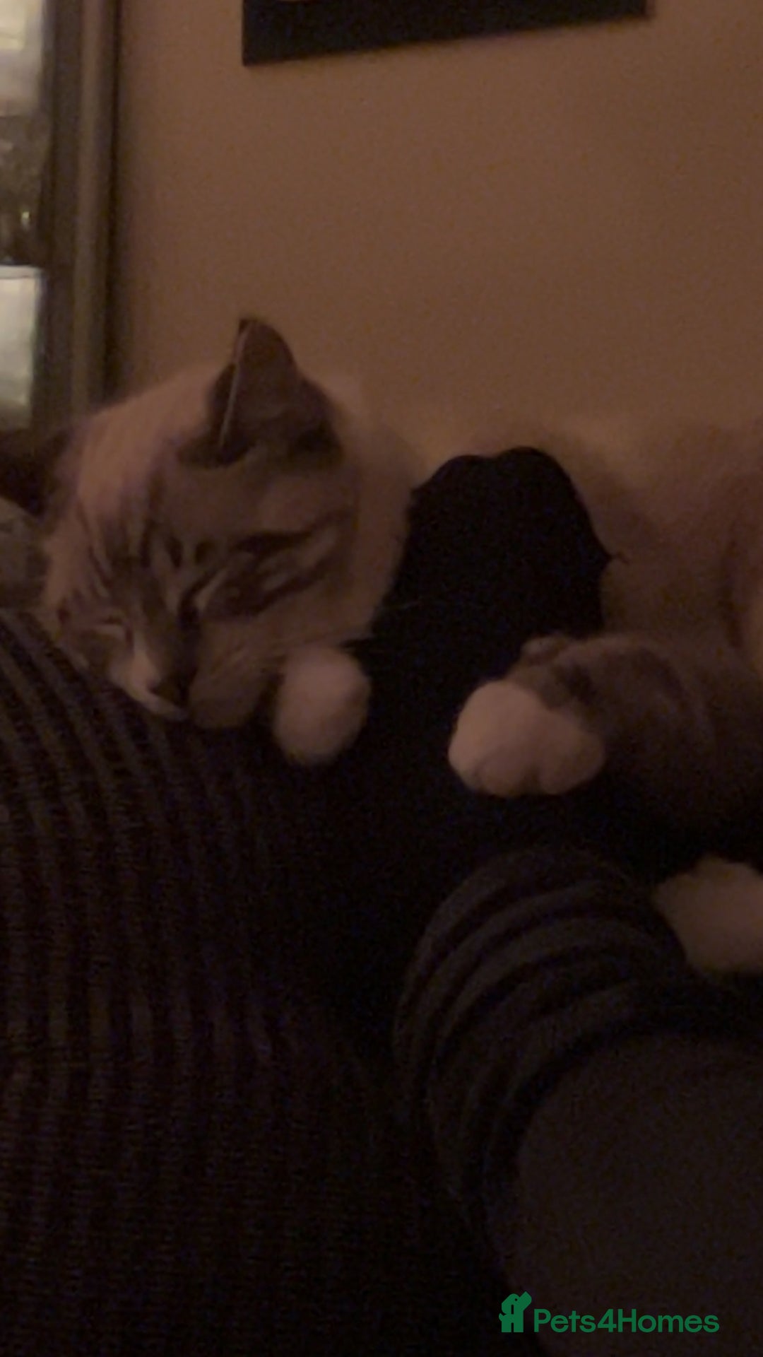 Ragdoll cats for sale: Milo & Smudge - Image 2