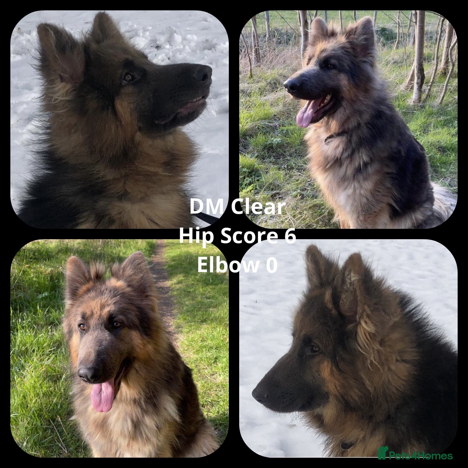 German Shepherd dogs KC Health tested straight back long coat puppies - Advert 5