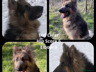 German Shepherd dogs KC Health tested straight back long coat puppies - Advert 5