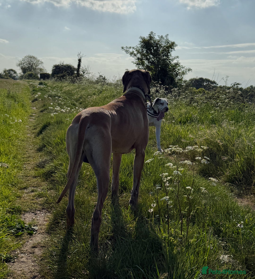 Great Dane dogs for stud: ✨ Great Dane Stud - KC Registered - Championship  - Image 4