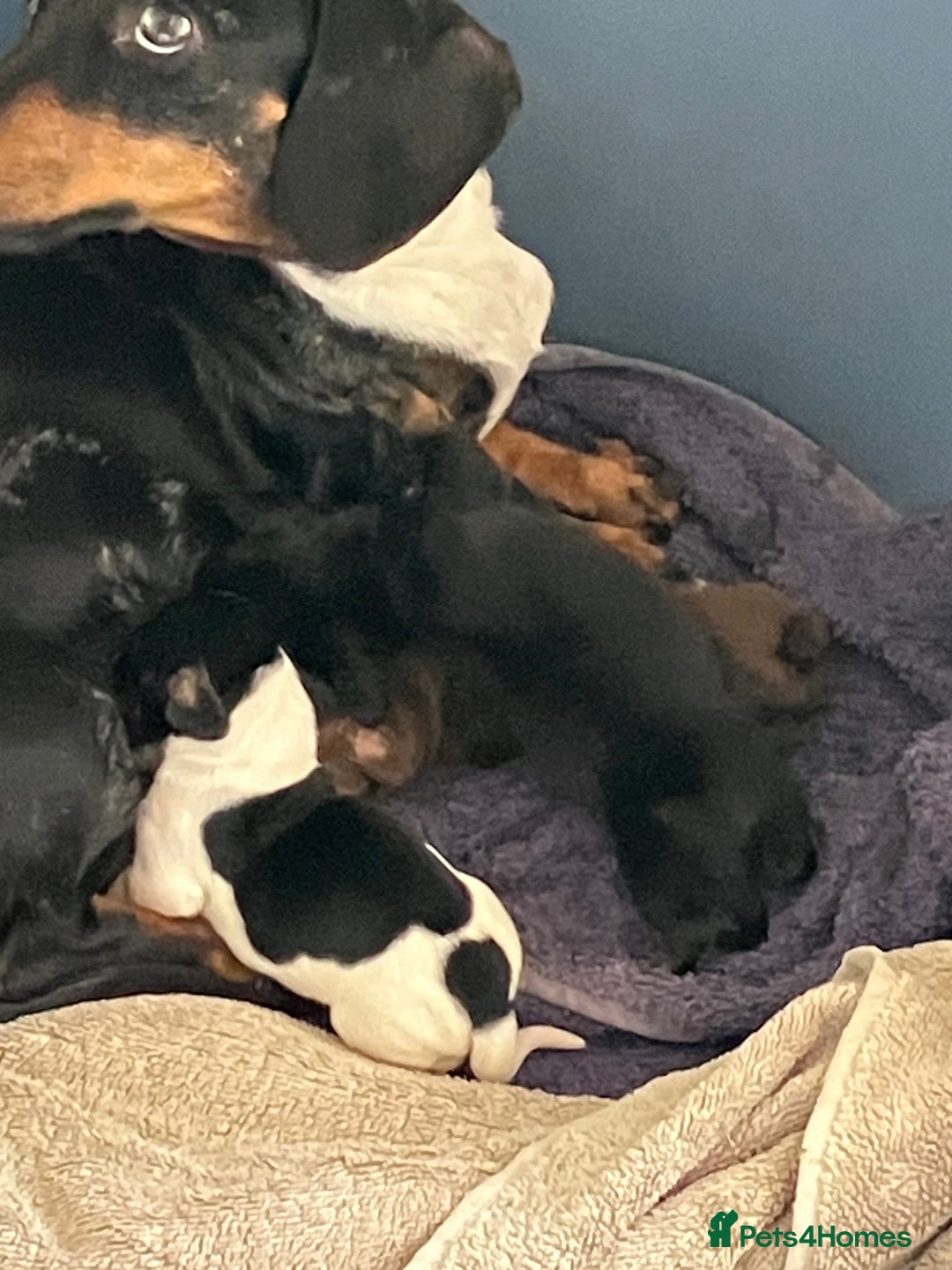 Miniature Dachshund dogs for sale: KC Reg’d Mini Dachshund Puppies  - Image 5