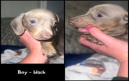 Miniature Dachshund dogs for sale: Isabella & Tan Mini Dachshund puppies 🤎 - Advert 14