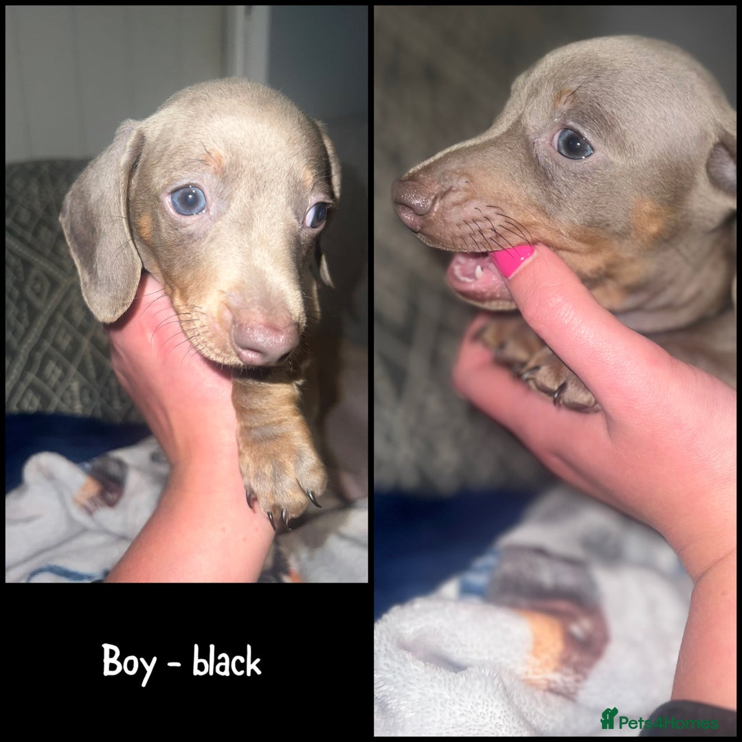 Miniature Dachshund dogs for sale: Isabella & Tan Mini Dachshund puppies 🤎 - Advert 14