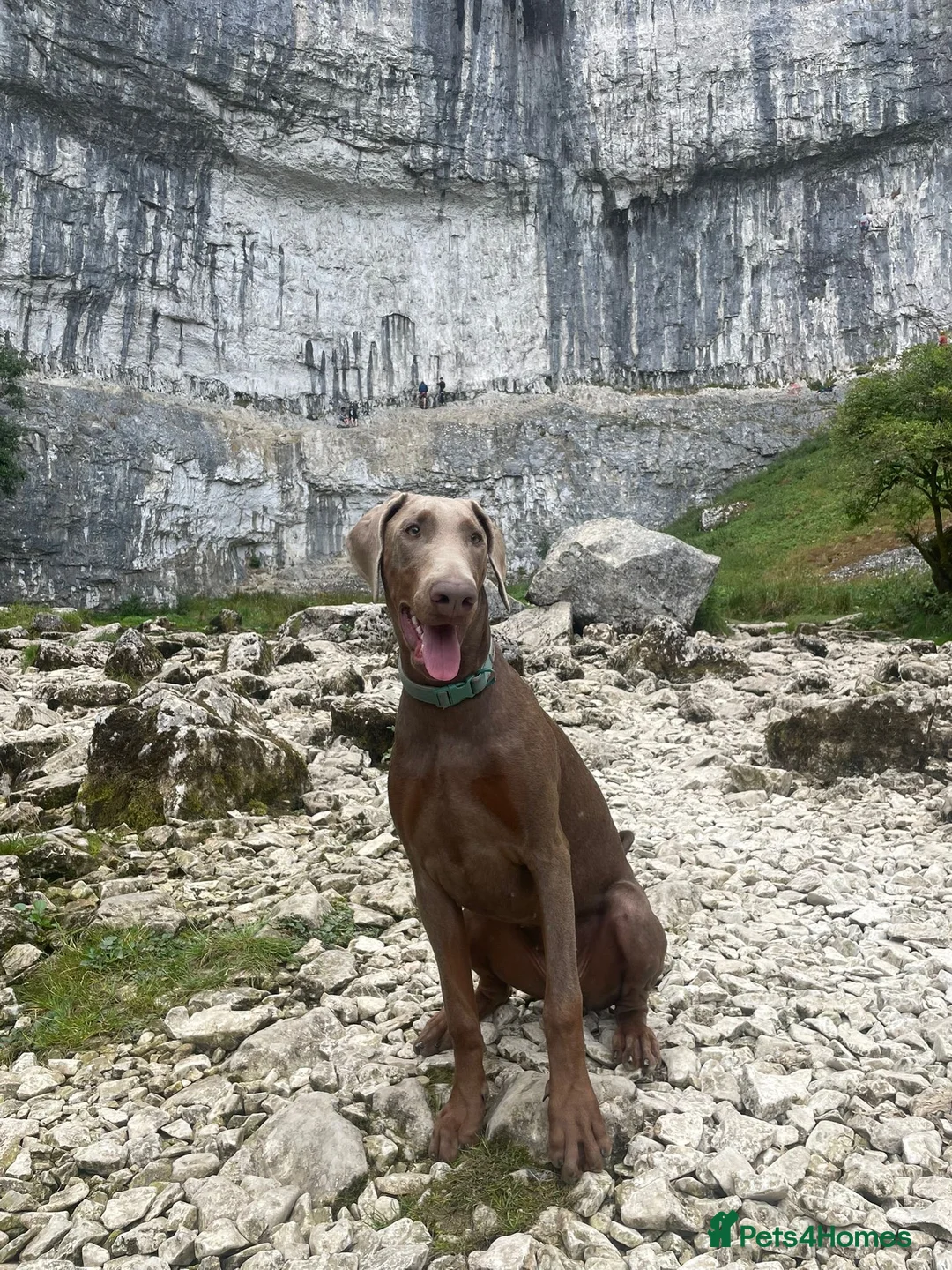 Dobermann dogs for sale: Dobermann Pinscher  - Advert 2