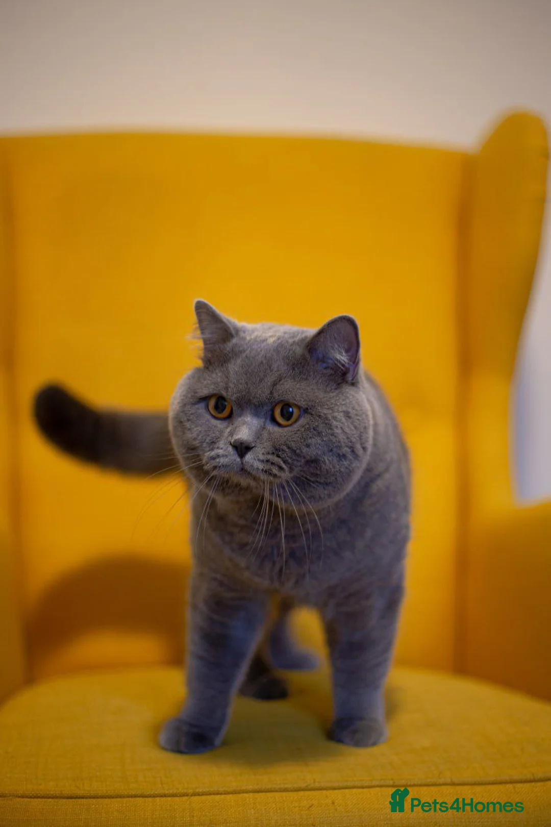British Shorthair cats for stud: Active Reg.GCCF Quality Boy For STUD ONLY.CCTV24/7 in Manchester - Advert 9