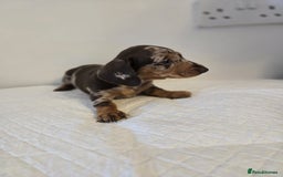 Dachshund dogs for sale: Beautiful dachshund babies  - Image 3