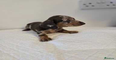 Dachshund dogs - Advert 4