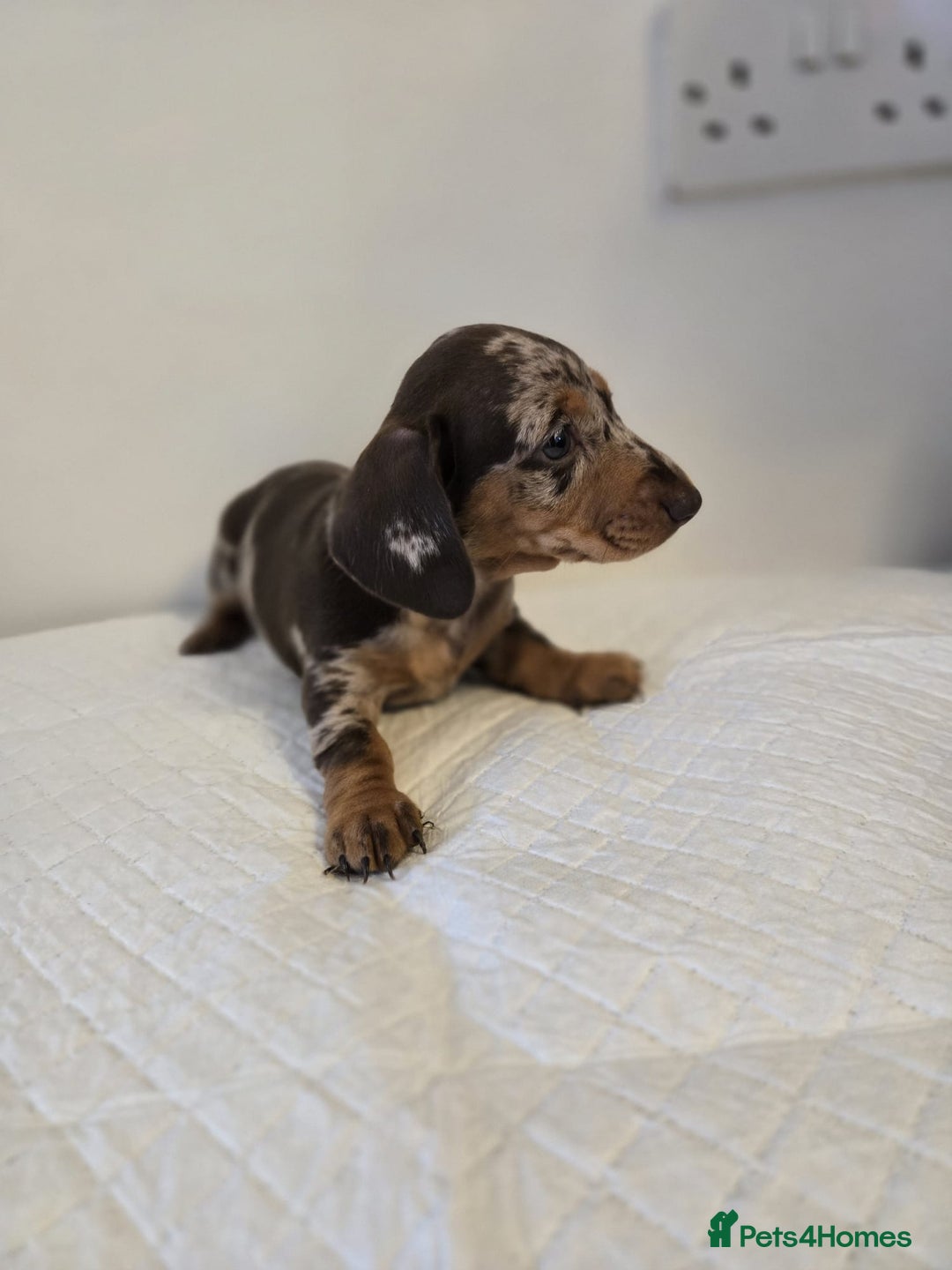 Dachshund dogs for sale: Beautiful dachshund babies  - Image 3