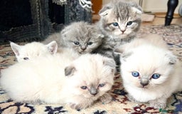 Scottish Fold cats for sale: Kittens for sale  - Image 7