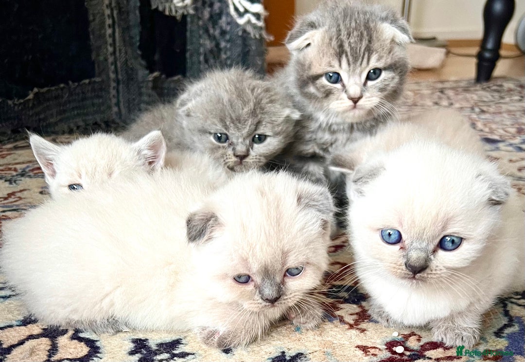 Scottish Fold cats for sale: Kittens for sale  - Image 7