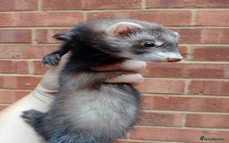 Ferret rodents for sale: 3 lovely 8 week old ferret hobs  - Image 4
