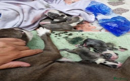 Boston Terrier dogs for sale: Outstanding Blue/Champagne Boston pups - Image 7