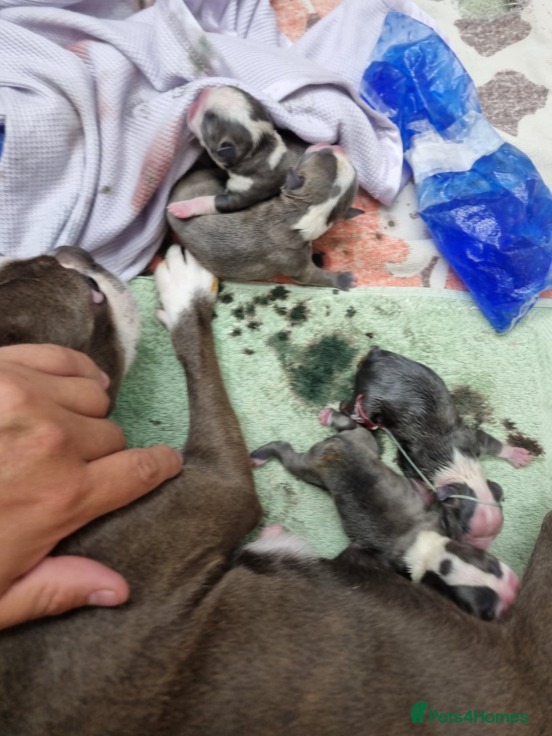 Boston Terrier dogs for sale: Outstanding Blue/Champagne Boston pups - Image 7