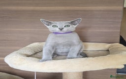 Russian Blue cats for sale: Russian Blue kittens Tica registered  - Image 13