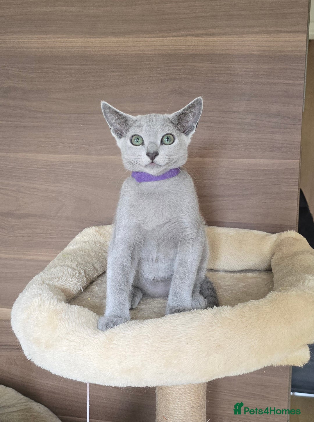 Russian Blue cats for sale: Russian Blue kittens Tica registered  - Image 13