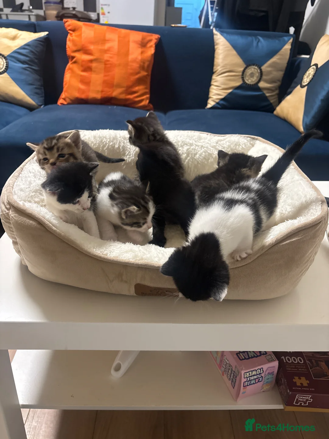 Mixed Breed cats for sale: Female cats for sale in London - Advert 2