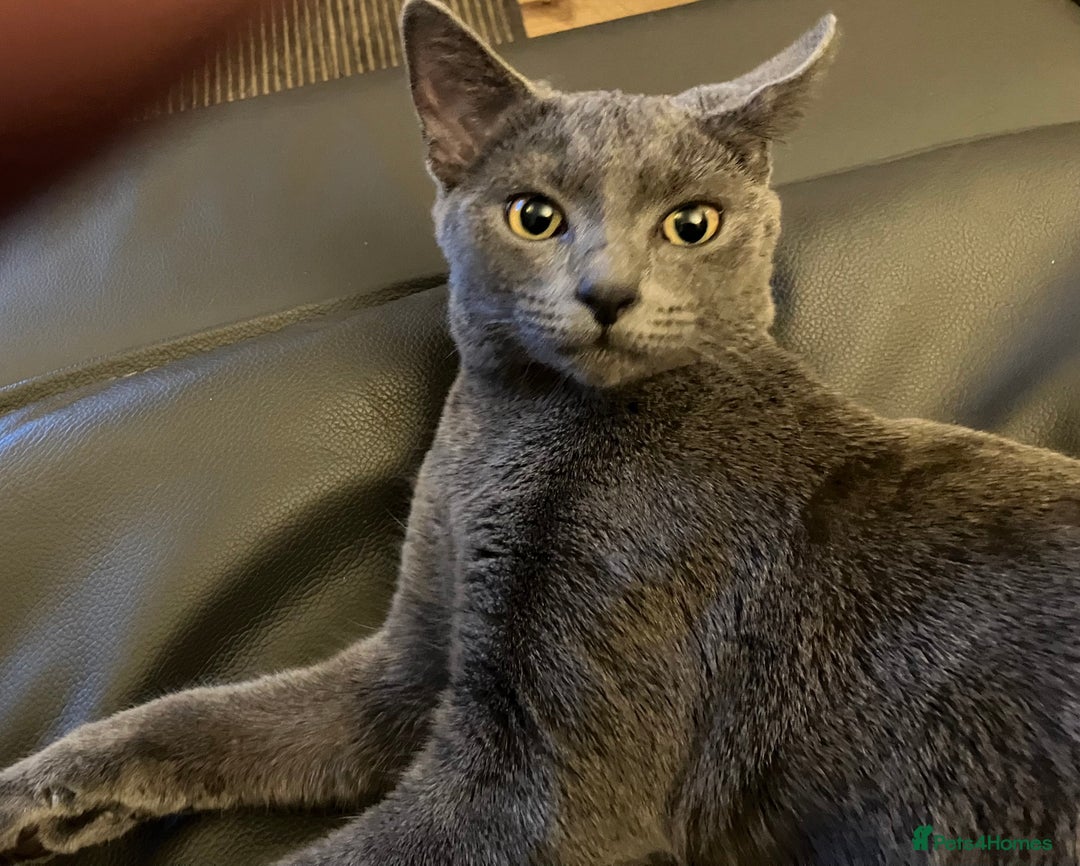Russian Blue cats for sale: Russian blue female - Advert 2
