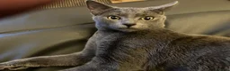 Russian Blue cats for sale: Russian blue female - Advert 2