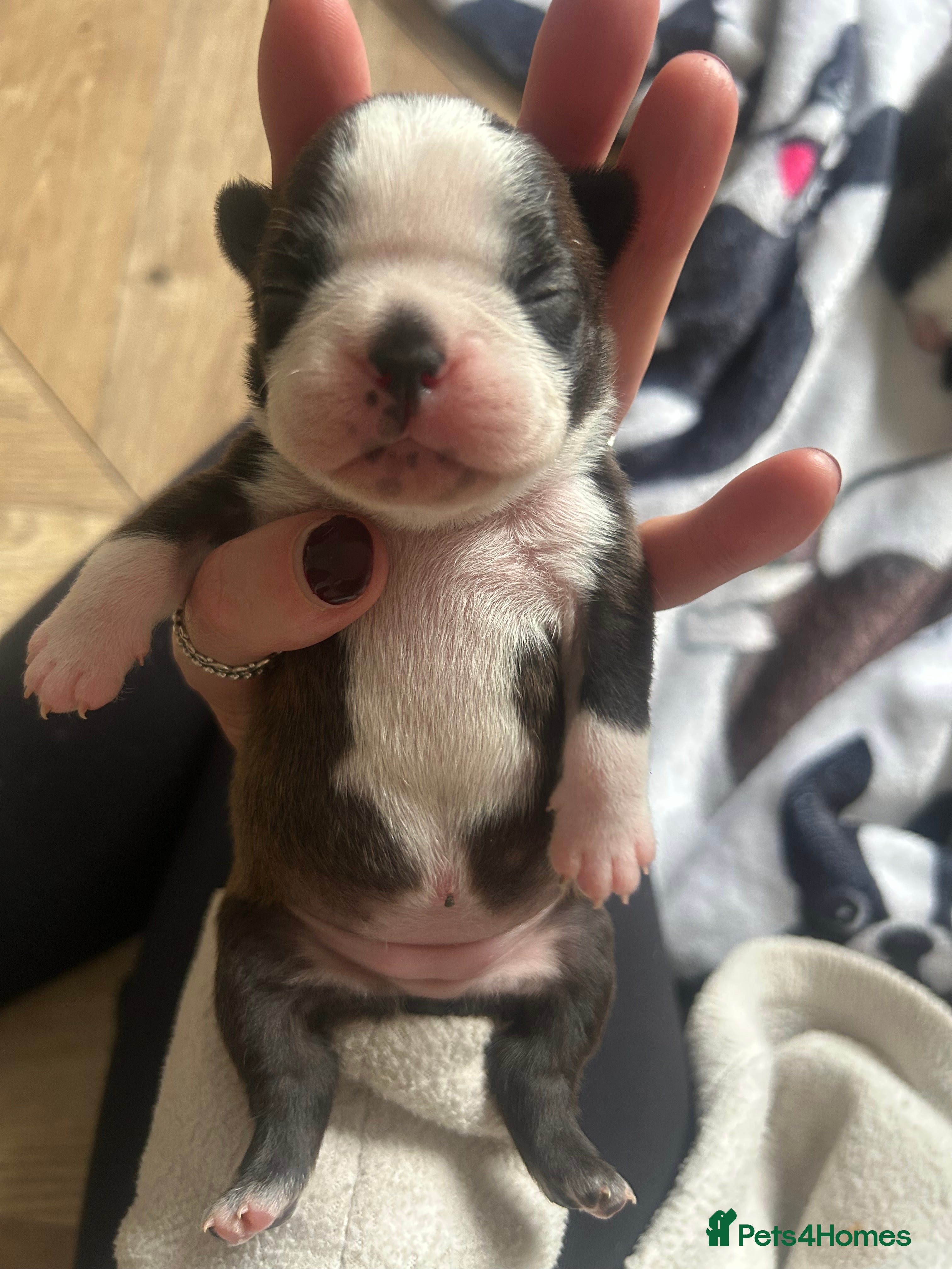 Boston Terrier dogs Willow’s Lovely Puppies 🐾 - Advert 2