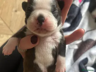 Boston Terrier dogs Willow’s Lovely Puppies 🐾 - Advert 2