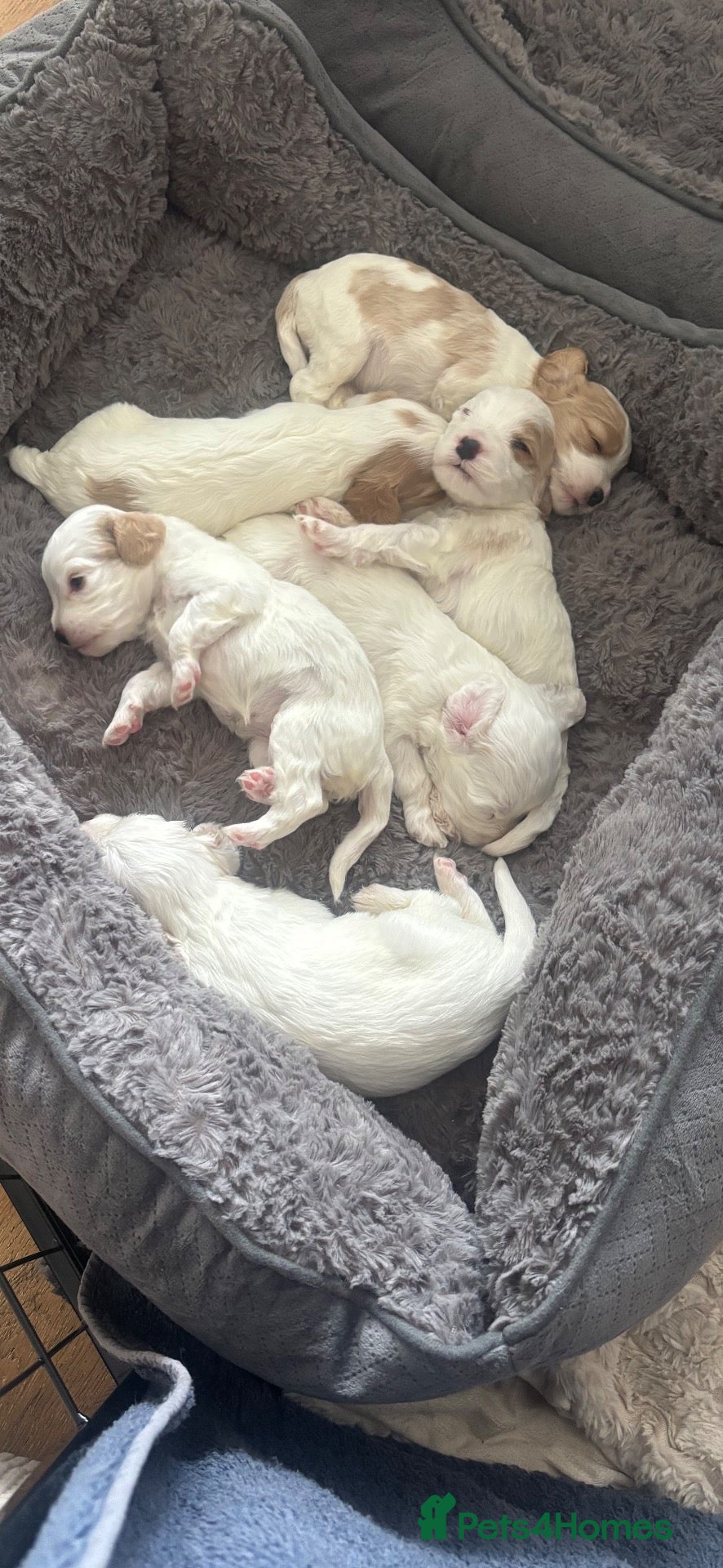 Mixed Breed dogs Mixed breed cockapoo King Charles spaniel puppies  - Advert 2