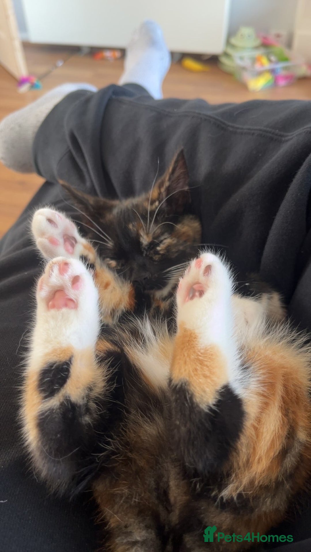 Domestic Shorthair cats for sale: Female cat for sale  - Advert 2