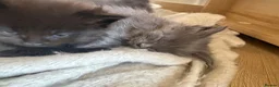 Maine Coon cats for sale: Maine Coon kittens  - Advert 26