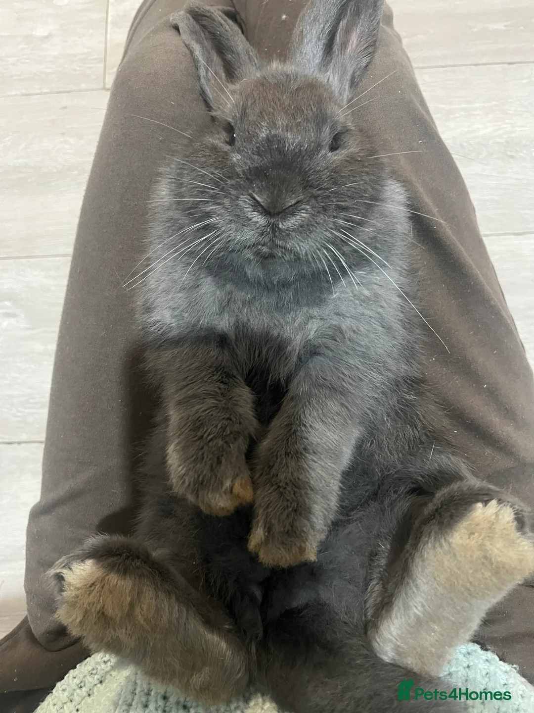 French Lop rabbits for sale: Bunny - Advert 9