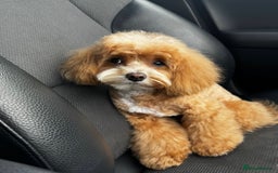 Maltipoo dogs for sale: F1 litter of 5 Maltipoo girls  - Image 8