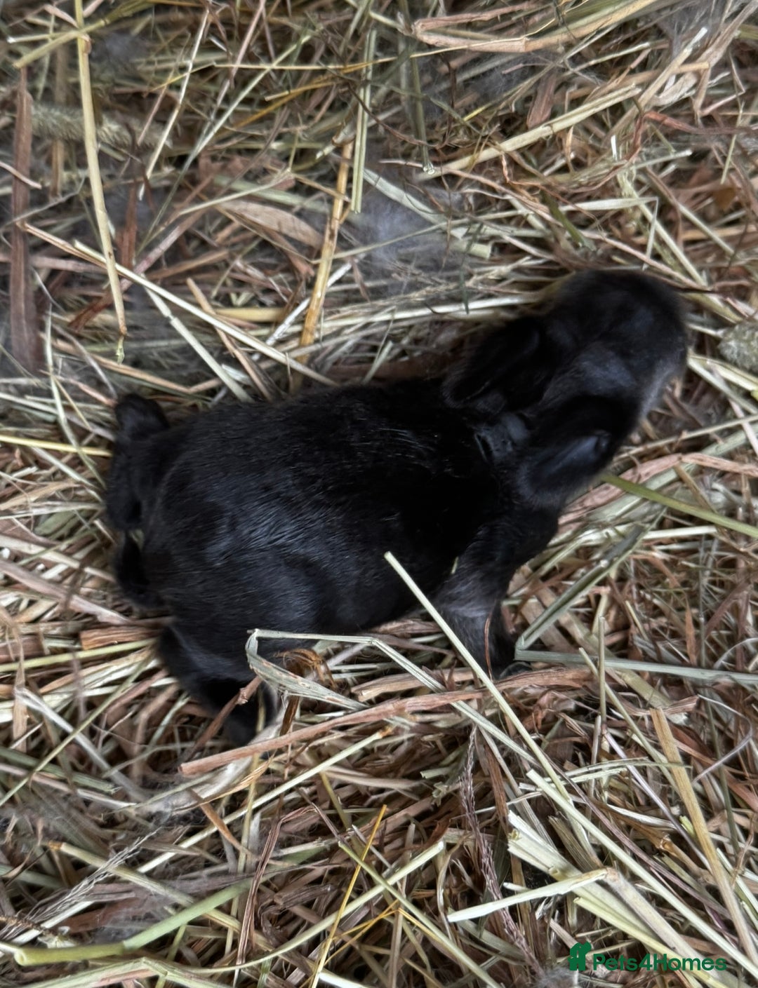 Mini Lion Lop rabbits for sale: 🩷🩵 4 Double mane mini lionlops 🩵🩷 - Advert 18