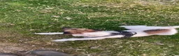 Patterjack dogs for sale: Scamp 14 month old patterjack in Llanbedr - Advert 5
