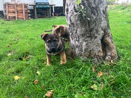 German Shepherd dogs - Advert 5